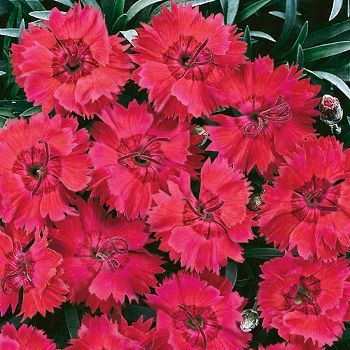 DIANTHUS FIRE STAR IMPROVED #1