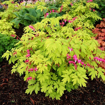 DICENTRA SPE GOLD HEART #2