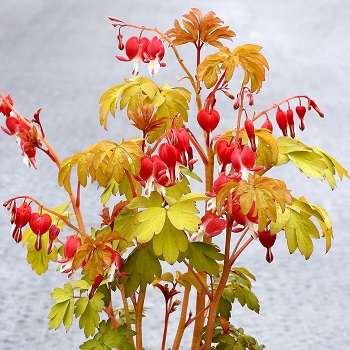 DICENT RUBY GOLD #1/7"