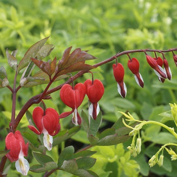 DICENTRA VALENTINE #2