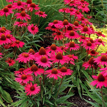 ECHINACEA GLOWING DREAM #1