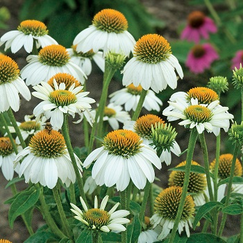 ECHINACEA PUR POWWOW WHITE #1