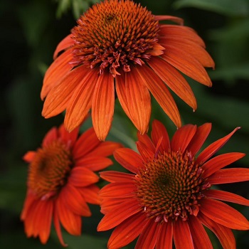 ECHINACEA SOMBRERO FIESTA ORNG#1