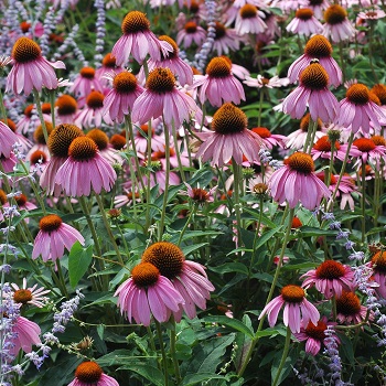 ECHINACEA PUR RUBY STAR #1