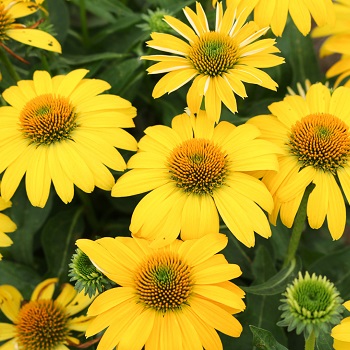 ECHINAC SOMBRERO LEMON YELLOW #1