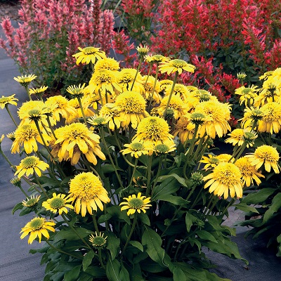 ECHINACEA SUNNY DAYS LEMON #1