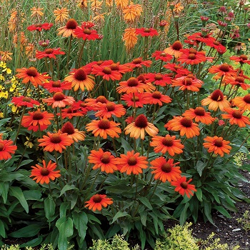 ECHINACEA KISMET INTENSEORANGE#1