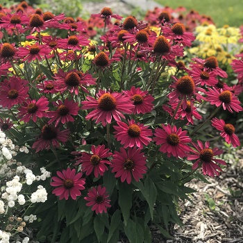 ECHINACEA KISMET RASPBERRY #1