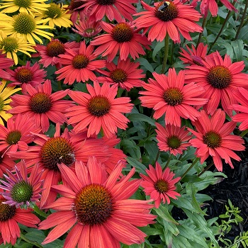 ECHINACEA KISMET RED #1