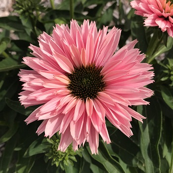 ECHINA SUNSEEKERS SALMON #1