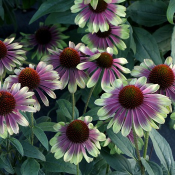 ECHINACEA X SWEET SANDIA #1
