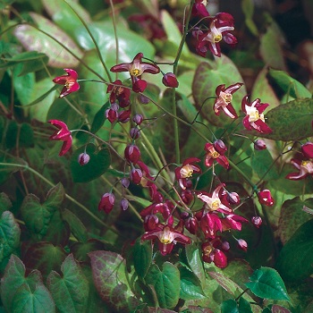 EPIMEDIUM X RUBRUM #1