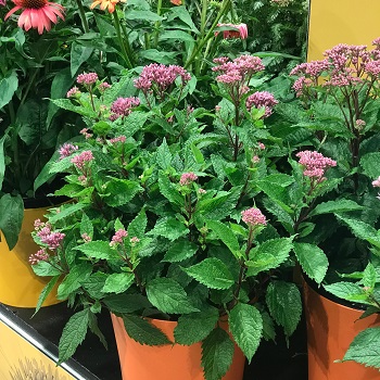 EUPAT PUR EUPHORIA RUBY #1/7"