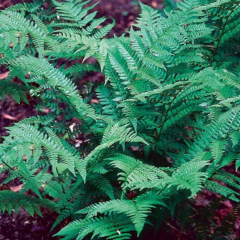 FERN ATHYR FIL LADY FERN #1