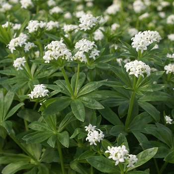 GALIU ODO SWEET WOODRUFF 4"/10T