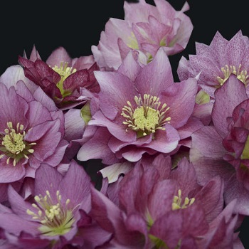 HELLEB WED PARTY MAID OF HONOR#1