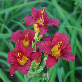 HEMER RUBY STELLA #1