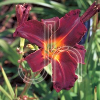 HEMER SALIERI #1