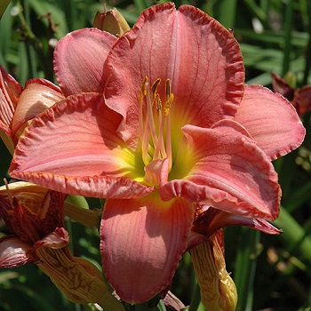 HEMER SCOTTISH FANTASY #1