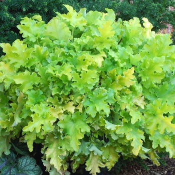 HEUCHERA LIME MARMALADE #1