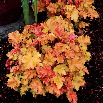 HEUCHERA MARMALADE #1