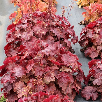 HEUCHERA NORTHERN EXP RED #1