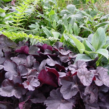 HEUCHERA OBSIDIAN #1