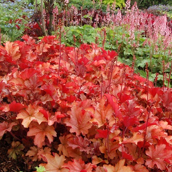 HEUCHERA PEACH FLAMBE #1
