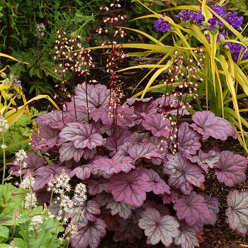 HEUCHERA SUGAR PLUM #1
