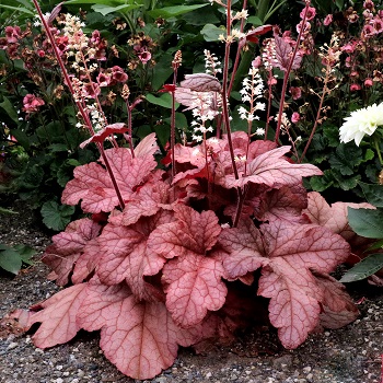 HEUCHERELLA PEACH TEA #1