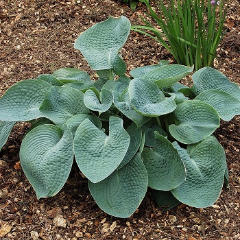 HOSTA ABIQUA DRINKING GOURD #1