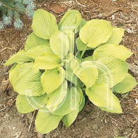 HOSTA AUGUST MOON #1