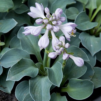 HOSTA BLUE MOUSE EARS #1