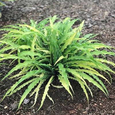 HOSTA CURLY FRIES #1