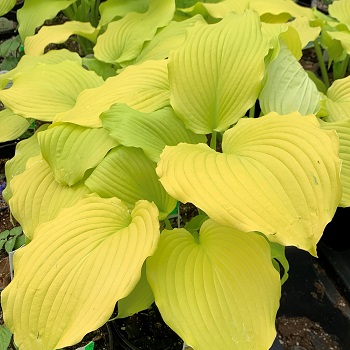 HOSTA DANCING QUEEN #1