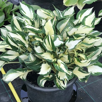 HOSTA FIRE AND ICE #1
