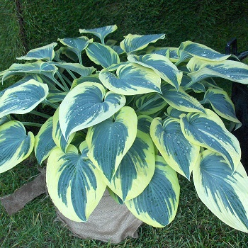 HOSTA FIRST FROST #1