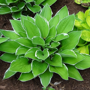 HOSTA FRANCEE #1