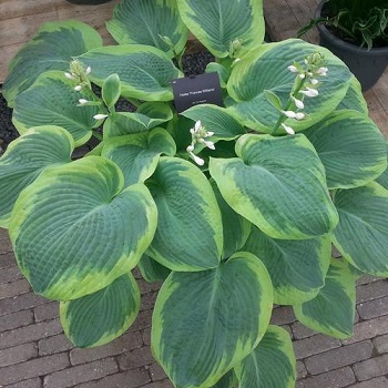 HOSTA FRANCES WILLIAMS #1