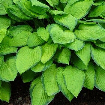 HOSTA GOLD STANDARD #1