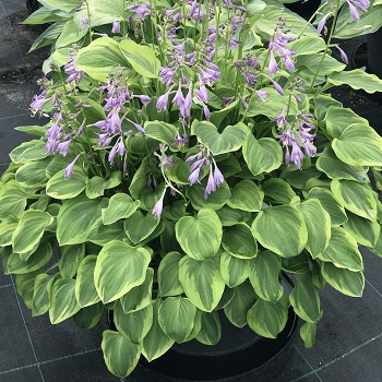 HOSTA GOLDEN TIARA #1