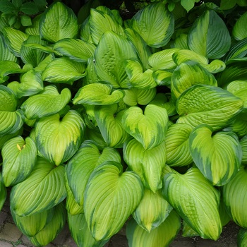 HOSTA GUACAMOLE #1