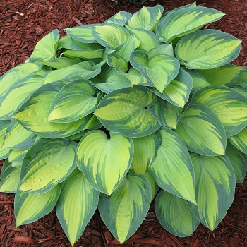 HOSTA JUNE #1