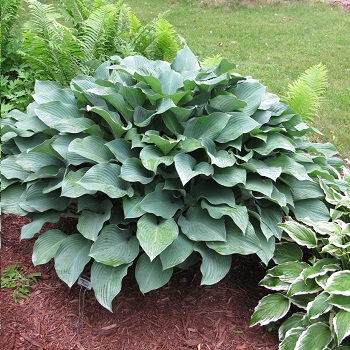 HOSTA KROSSA REGAL #1