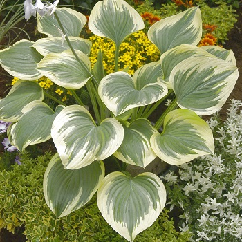 HOSTA LIBERTY #1