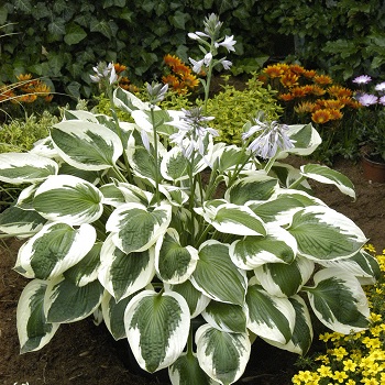 HOSTA MINUTEMAN #1