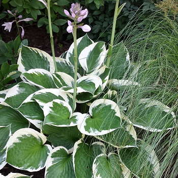 HOSTA PATRIOT #5