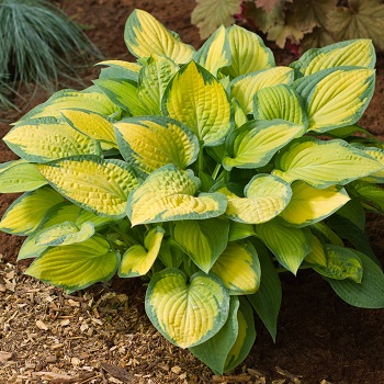 HOSTA PAUL'S GLORY #1