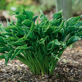 HOSTA PRAYING HANDS #1