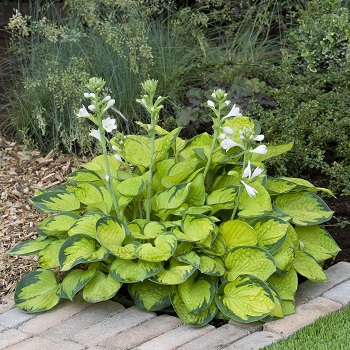 HOSTA RAINFOREST SUNRISE #1